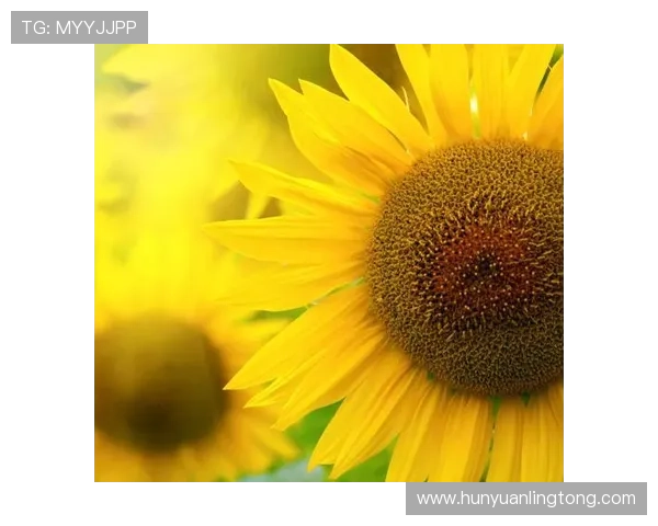 凯发这个平台怎么样适合新手玩家吗详细攻略解析